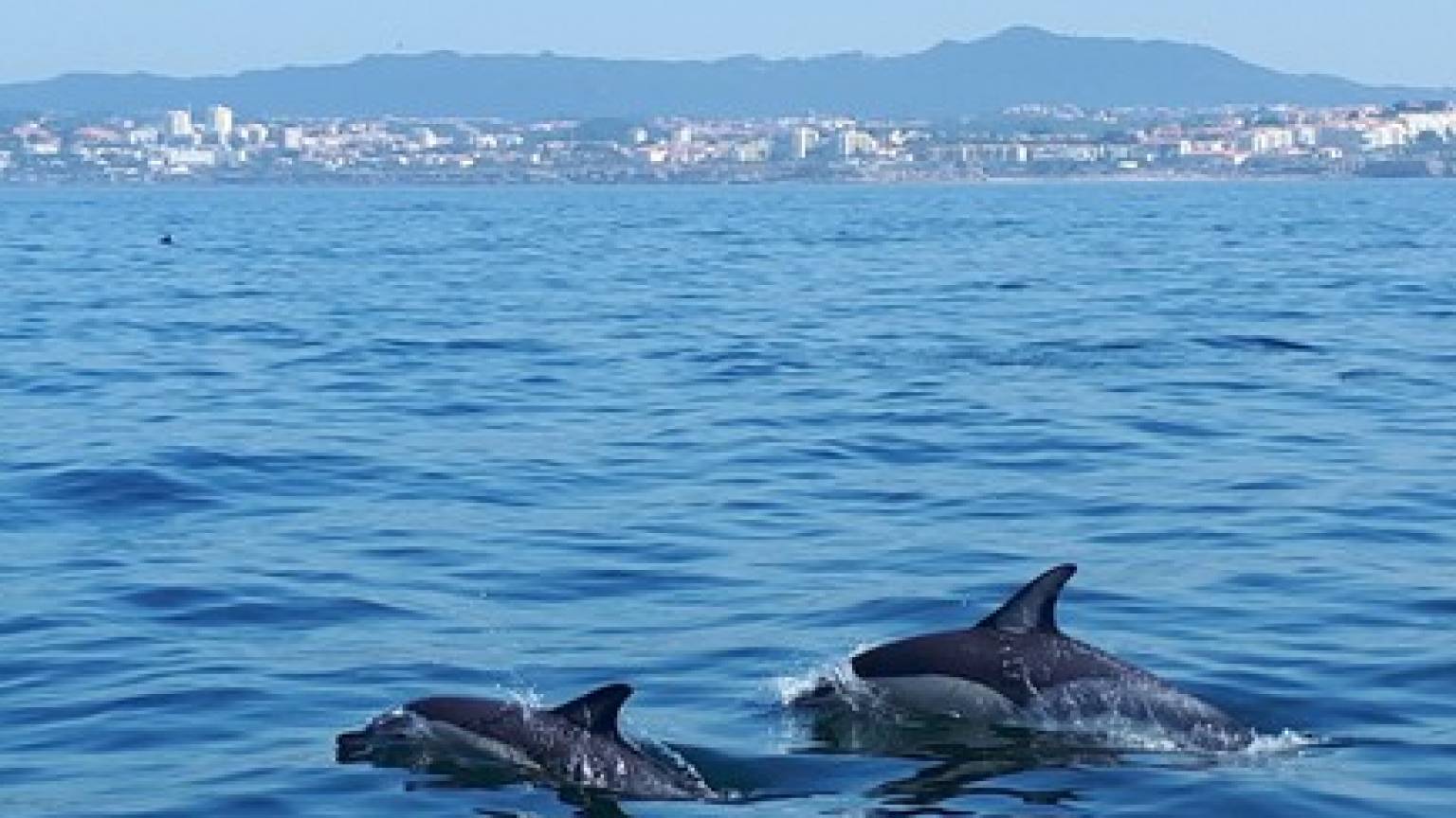 Dolphin Watching Lisbon Tour