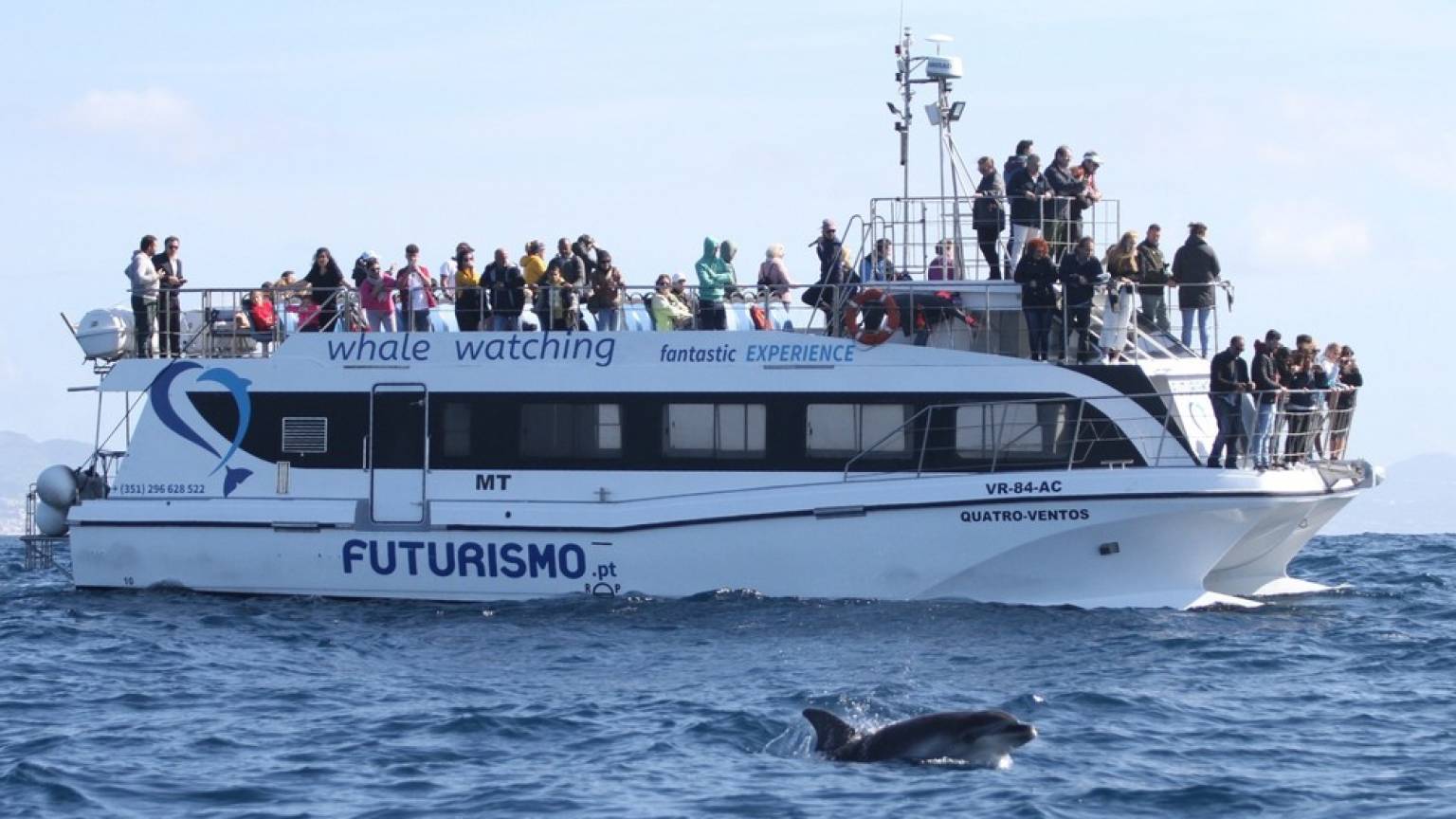 Whale and dolphin watching - Half-day tour