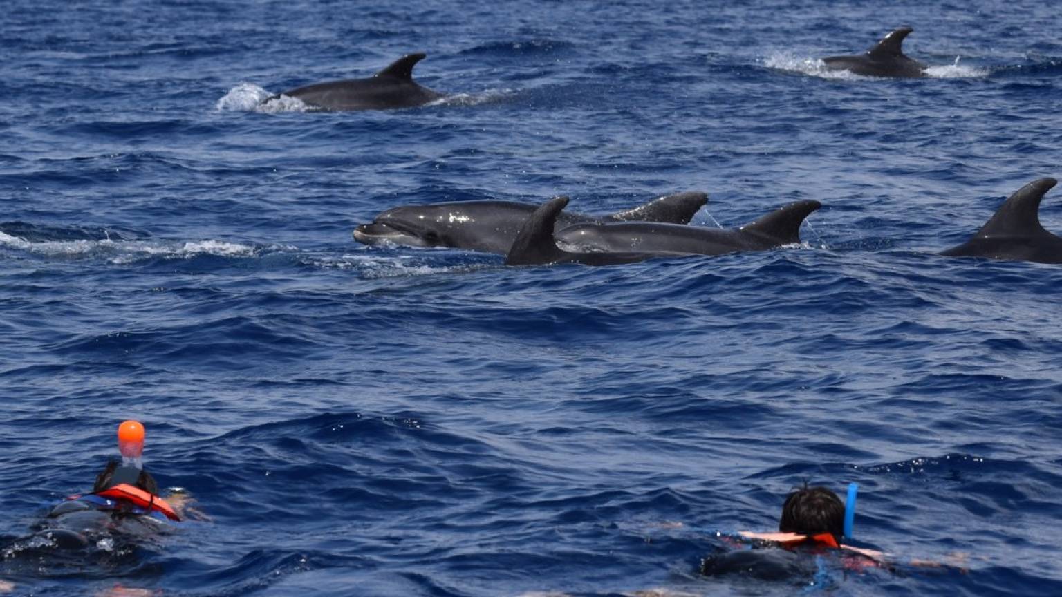 Swimming with dolphins from São Miguel island - Half-day tour