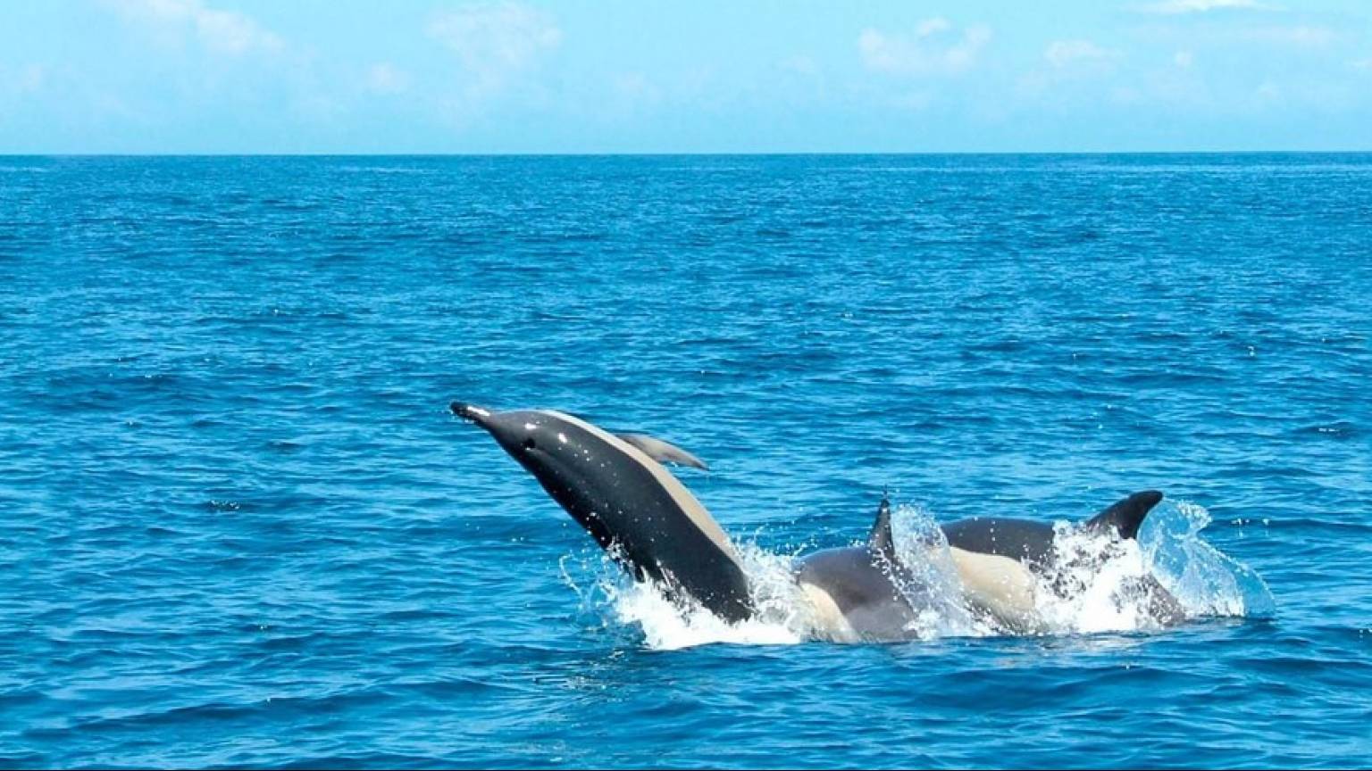 Dolphin Watching Lisbon